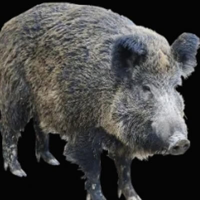 Кирилл Кабан